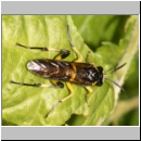 Macrophya montana - Blattwespe w08.jpg